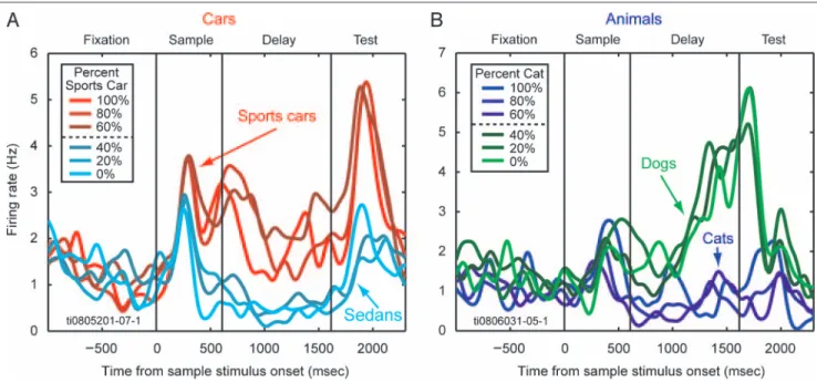 Figure 3. Single neuron examples—category sensitivity. (A) A single PFC neuron that showed distinct firing for stimuli of one category (i.e., Sports Cars) versus the other category (i.e., Sedans) starting during the robust burst of firing associated with s