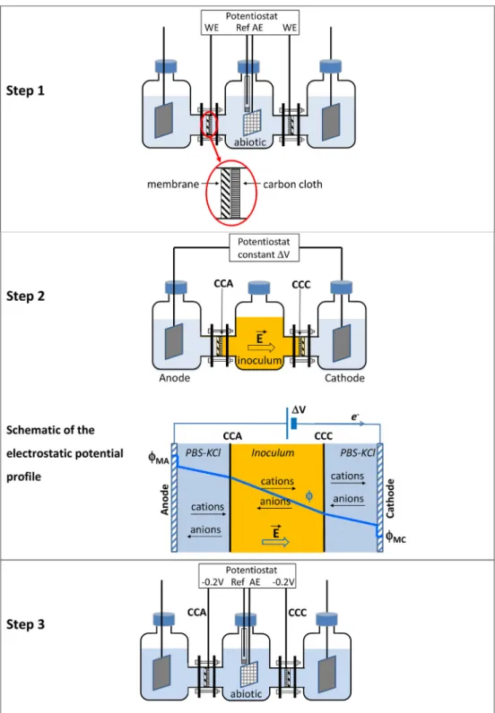 Fig. 1. Scheme of the experimental set-up and protocol. The carbon cloth electrodes (CCA and CCC) were in the central compartment, applied against the membrane surfaces