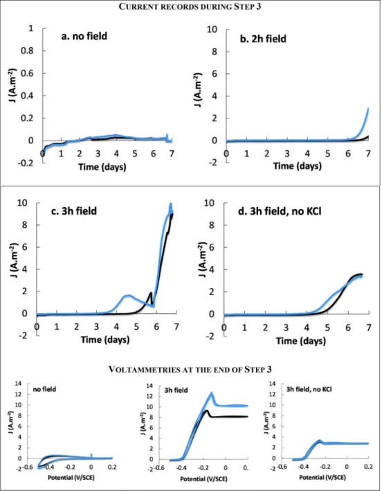 Fig. 2. Currents recorded during the 7-day bioﬁlm development and cyclic  voltamme-tries performed on the 7-day bio ﬁ lms (Step 3)