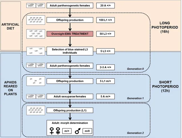 Figure 2 Protocol for pea aphid ethyl methanesulfonate (EMS) treatment and estimation of X-linked mutations
