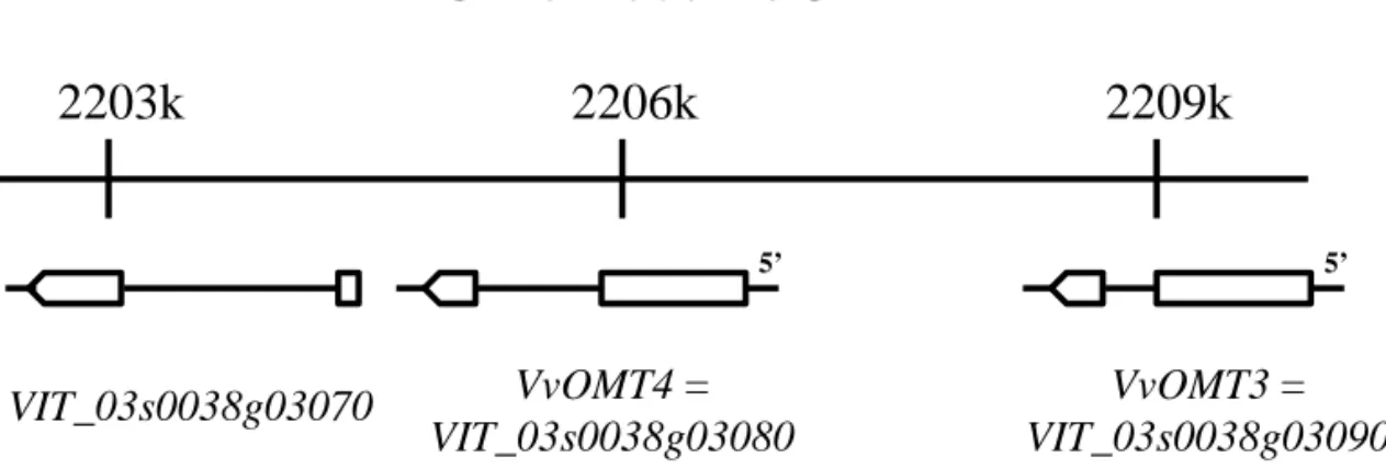 Figure S2. Genomic structure of the open reading frames of the VvOMT3 and VvOMT4  genes cluster on chromosome 3