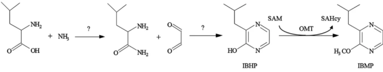 Figure 1. Putative biosynthesis pathway for IBMP adapted from Hashizume et al. (2001a)