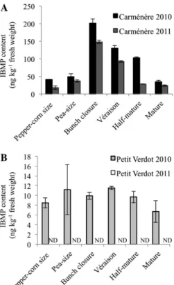 Figure 4. IBMP levels throughout Car and PV berry development.