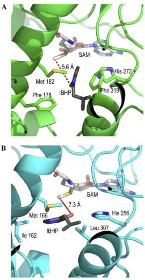 Figure 7. Molecular modeling of VvOMT1 and VvOMT3. Models shown are three-dimensional structures of the active sites of VvOMT1 (A) and VvOMT3 (B)