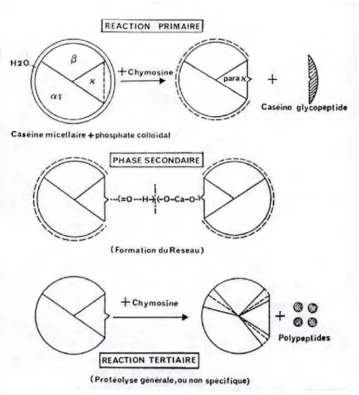 Figure 3 : Phases de coagulation enzymatique du lait, (ALAIS, 1984) 2-1-Phases de la coagulation