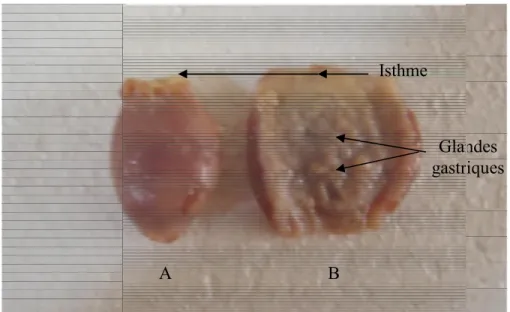 Figure 15 : Proventricule de poulet : A : avant incision ; B : après incision.