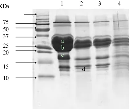 Figure  21 : Profil  électrophorétique  de  la  protéolyse  du  substrat  de  Berridge (1) (a : α s -CN, b : β-CN, c : κ-CN, d : Para κ-CN) sur SDS-PAGE à 20 % par : la fraction 18 (2), l’extrait de pepsine dialysé (3) et l’extrait brut de pepsine de poule