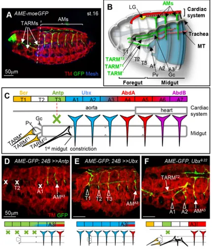 Fig. 1. Hox control of TARM and AM internal organ connections.