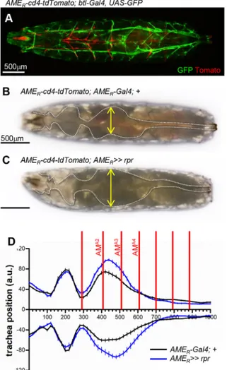 Fig. 5. AMs constrain the tracheal curvature in larvae. (A) Dorsal view of a fully elongated AME R -cd4-tdTomato; btl-Gal4, UAS-GFP L3 larva