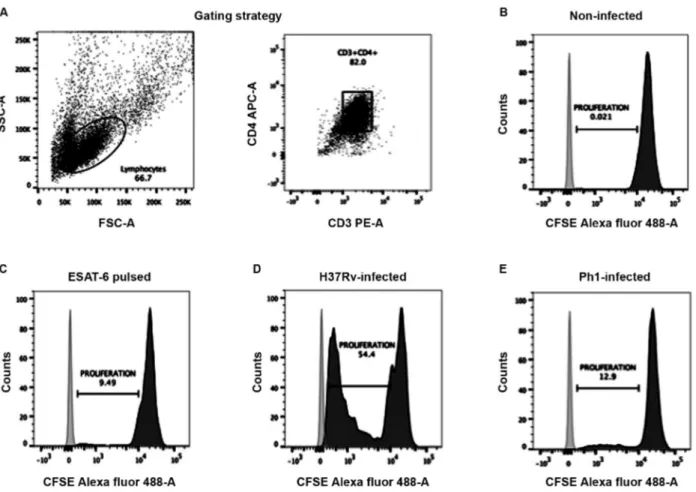 Fig. 5: virulence of Mycobacterium tuberculosis (Mtb) strains affects the capacity of monocyte-derived dendritic cells (MDDCs) to activate  CD4 +  T cells
