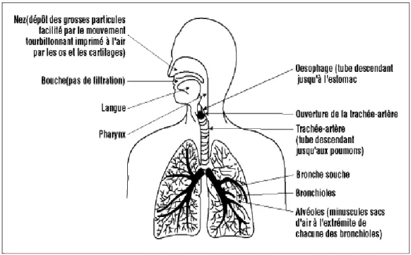 Figure 1. Schéma de l’appareil respiratoire (Miet, 2008) 