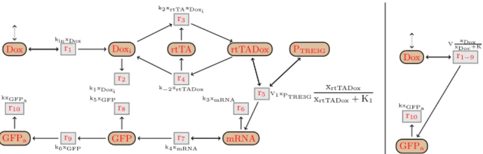 Fig. 5. Reaction graphs of the detailed (left) and simplified (right) Tet-On networks.