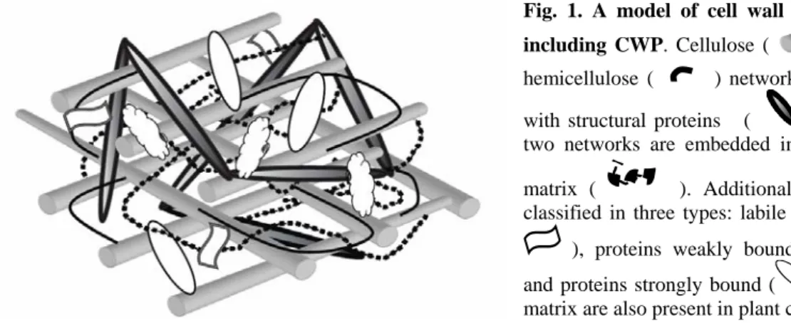 Fig. 1. A model of cell wall structure  including CWP. Cellulose (    ) and  hemicellulose (   ) network interacts  with structural proteins   (    )