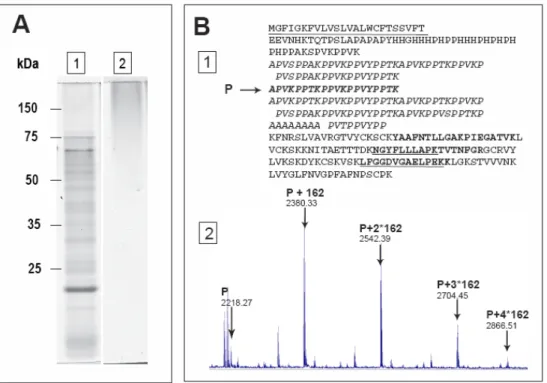 Fig. 3.  Analysis of cell wall heavily-glycosylated proteins.  A. In-gel staining of AGP with the Yariv  reagent