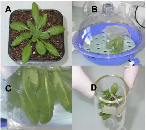 Fig. 2. Vacuum-infiltration of rosette leaves. Four steps of the procedure are illustrated: (A) 4-5 week-old plants; 