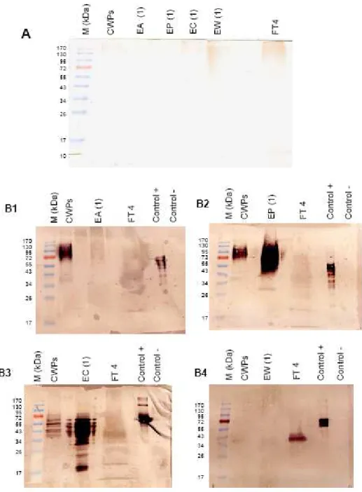 Figure  4.  Analysis  of  the  sub-proteomes  obtained  by  multi-dimensional  lectin  chromatography using Yariv staining or lectin blot