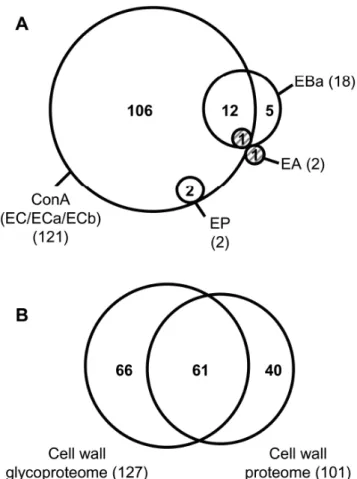 Figure  5.  Numerical  analysis  of  the  cell  wall  glycoproteome  of  A.  thaliana  etiolated  hypocotyls  using  Venn  diagrams