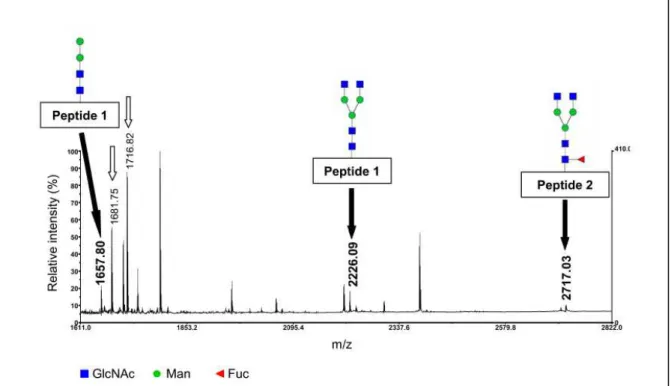 Figure  6.  Prediction  of  N-glycopeptides  of  At1g68560  alpha-xylosidase  (XYL1)  on  MALDI-TOF MS spectrum using ProTerNyc