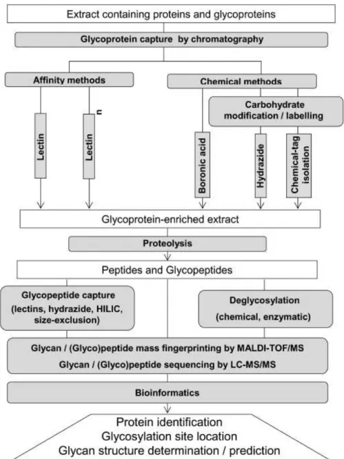 Figure 1. Glycoproteomics approaches: a simplified flowchart. 