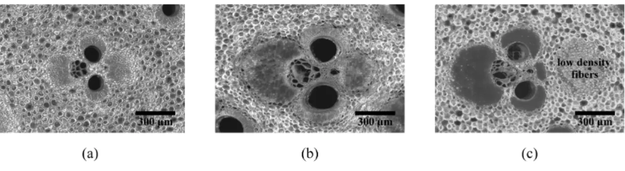 Figure 2 – (a) Moso (b) Guadua, and (c) Tre Gai vascular bundles