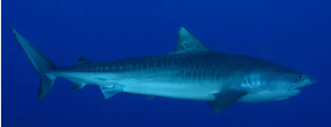 Figure 1. Vue latérale d’un requin tigre adulte d’une taille approximative de   350 cm de Longueur Totale (LT)