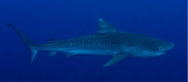Figure 11. Requin tigre juvénile d'environ 150 cm. 