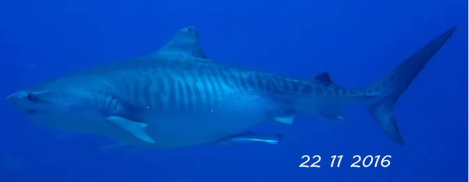Figure  19.  Requin  tigre  de  382  cm  de  longueur  totale  mesuré  par  photogrammétrie, on visualise les deux points laser sur le flanc