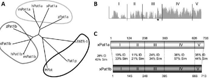 Figure 26. Phylogenetic tree of Pat1 proteins across species and sequence homology. 