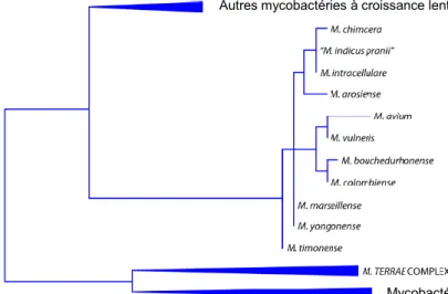 Figure 5 : Arbre phylogénétique du complexe Mycobacterium terrae  