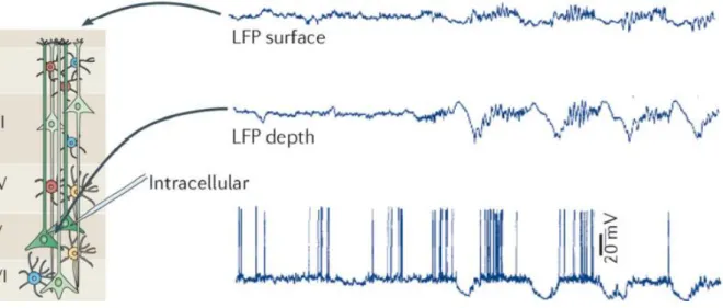 Figure 6 : Différence entre l'enregistrement des LFP en surface ou en profondeur (Buzsáki et al., 2012) 