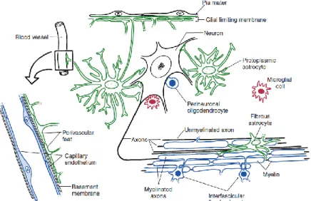 Figure 35: Relation entre les différentes cellules du système nerveux central (Mihailoff and Haines, 2018) 