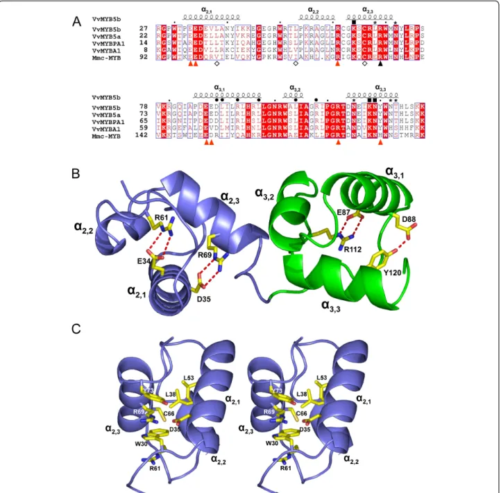 Figure 1 Structure of the R2R3 domain of different MYB proteins. (A) Protein sequence alignment of the R2R3 domain of grapevine MYB transcription factors regulating the flavonoid pathway and mouse (Mus musculus) c-MYB