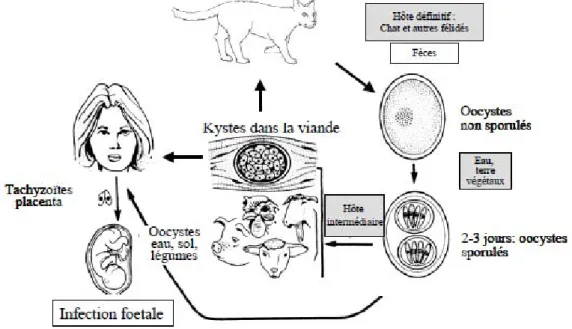 Figure 2 : Schéma du cycle complet du toxoplasme. 