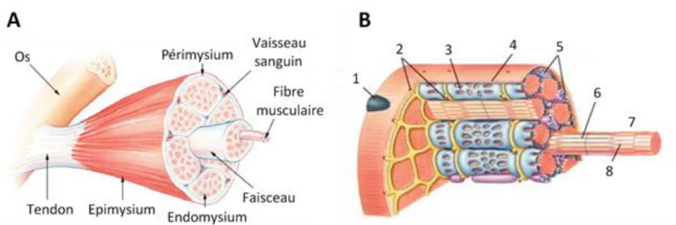Figure 6 : Représentation structurelle d’un muscle squelettique.1 : noyau ; 2 : tubules T ; 3 : réticulum  sarcoplasmique ; 4 : sarcolemme ; 5 : mitochondries ; 6 : actine ; 7 : myofibrille ; 8 : myosine