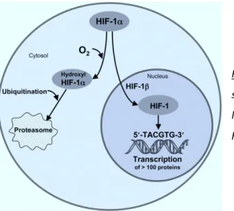 Figure  18 :  Représentation  schématique  de  la  stabilisation de l’Hypoxia Inducible Factor-1 (HIF-1)  lors  d’une  exposition  à  un  environnement  hypoxique