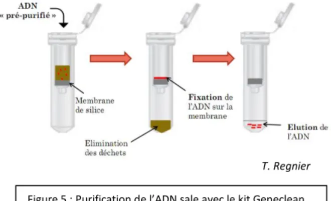 Figure 5 : Purification de l’ADN sale avec le kit Geneclean  T. Regnier 