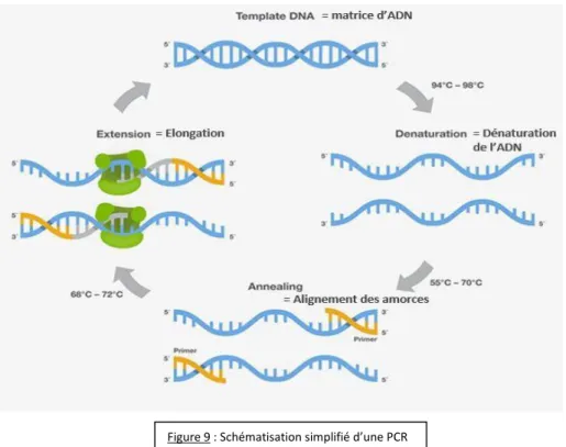 Figure 9 : Schématisation simplifié d’une PCR 