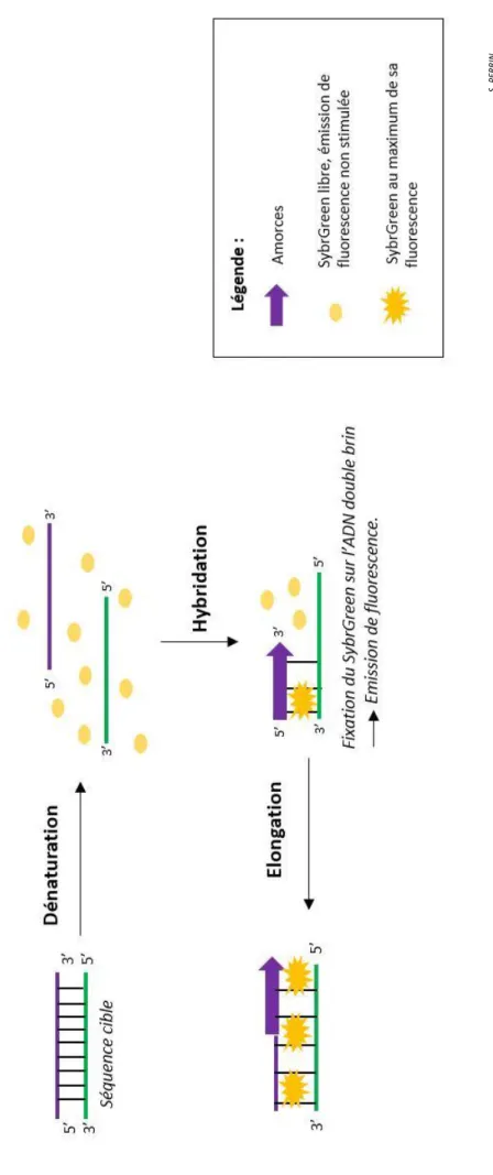 Figure 11 : Principe du SybrGreen