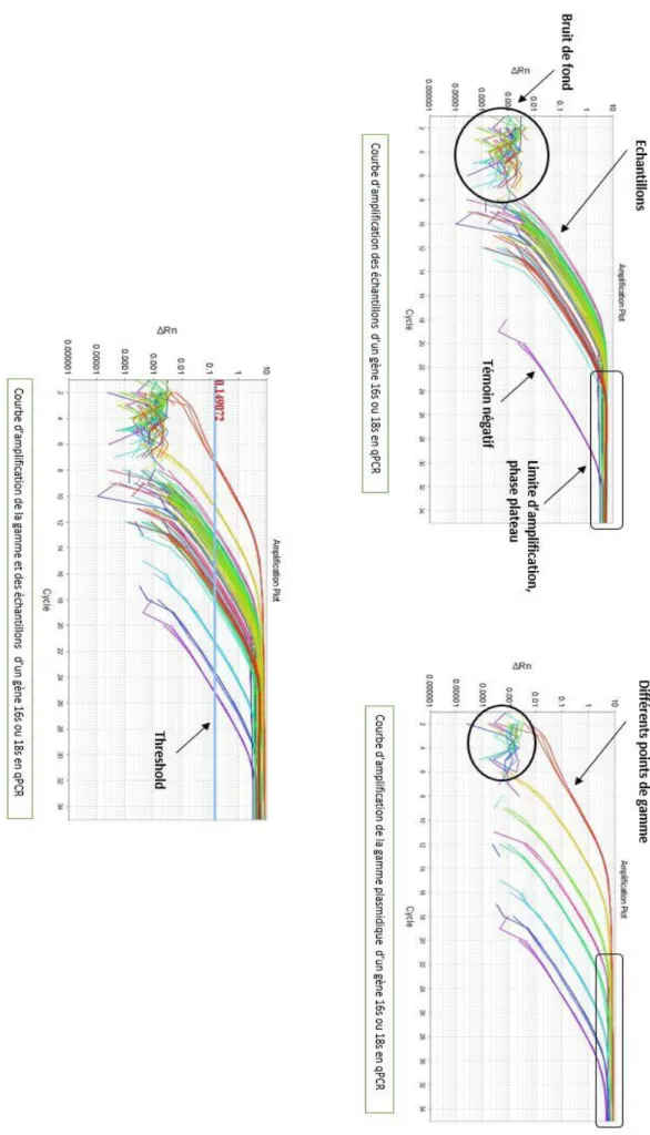 Figure 13 : Courbe d’amplification de la gamme et des échantillons d’un gène. 
