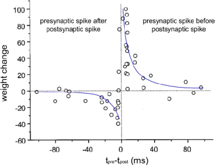 Figure I-4: Example of spike-timing-dependent plasticity, observed experimentally.  Adapted from (Bi &amp; Poo 1998) 