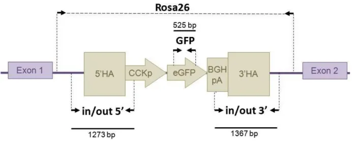 Figure  2. Schéma  de  la  construction  CCK-eGFP  (transgène  en  brun),  au  sein  du  locus  Rosa26  (en  violet)