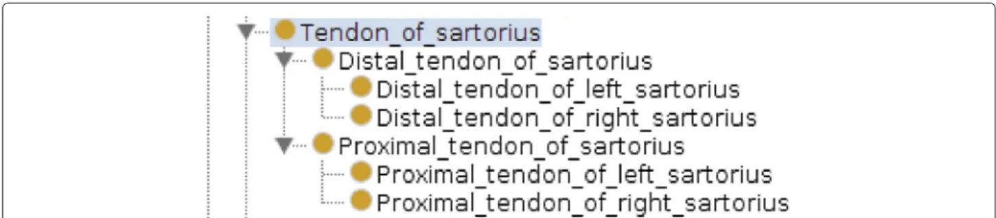 Figure 2 Description of musculature in MyCF anatomical taxonomy (an extract about tendons of sartorius)
