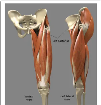 Figure 5 Example of a 3D scene containing complex 3D anatomical models. 3D-model of the proximal part of the left lower limb