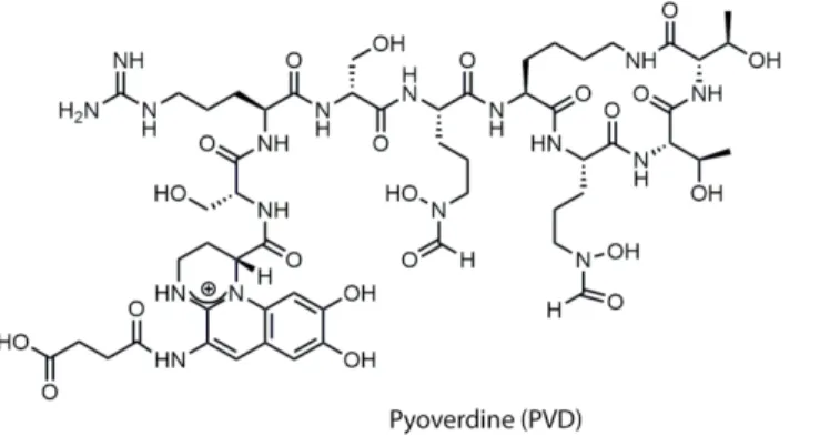 Figure 1: Chemical structure of pyoverdine (PVD) and pyochelin (PCH).  159x57mm (300 x 300 DPI) 34567891011121314151617181920 21 22 23 24 25 26 27 28 29 30 31 32 33 34 35 36 37 38 39 40 41 42 43 44 45 46 47 48 49 50 51 52 53 54 55 56 57