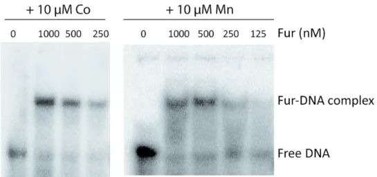 Figure 6. Electrophoretic mobility shifts of specific 41bp DNA fragments (g -65 to -31 pchD gene promoter  containing a Fur box) incubated with Fur protein in the presence of 10 µM Co 2+  or Mn 2+ 