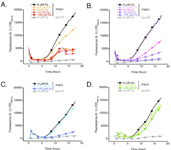 Figure 8. Expression of mCherry from pAYC5-FURmut plasmid in the absence or presence of FeCl 3 , CoCl 2 ,  NiCl 2  or ZnCl 2  under PchR regulation