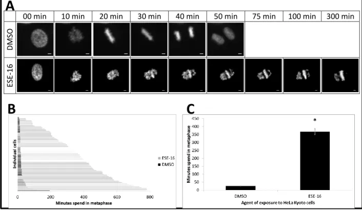 Figure 4.2: Time-lapsed imaging of HeLa Kyoto cells exposed to the anti-mitotic agent, ESE-16
