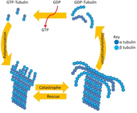 Figure  1.6:  Microtubule  dynamics.  The  dynamic  microtubules  constantly  undergo  polymerization and depolymerization