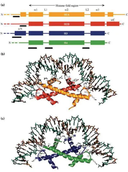 Figure  1.1  Histone  families  and  histone  fold  interactions.  a)  Schematic  view  of  the  secondary  structure  of  the  histones  illustrating  the  central  histone  fold  domain