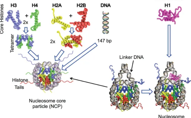 Figure 1.2 Nucleosome assembly: Histone assembly forms the NCP and is proceeded by H1 binding